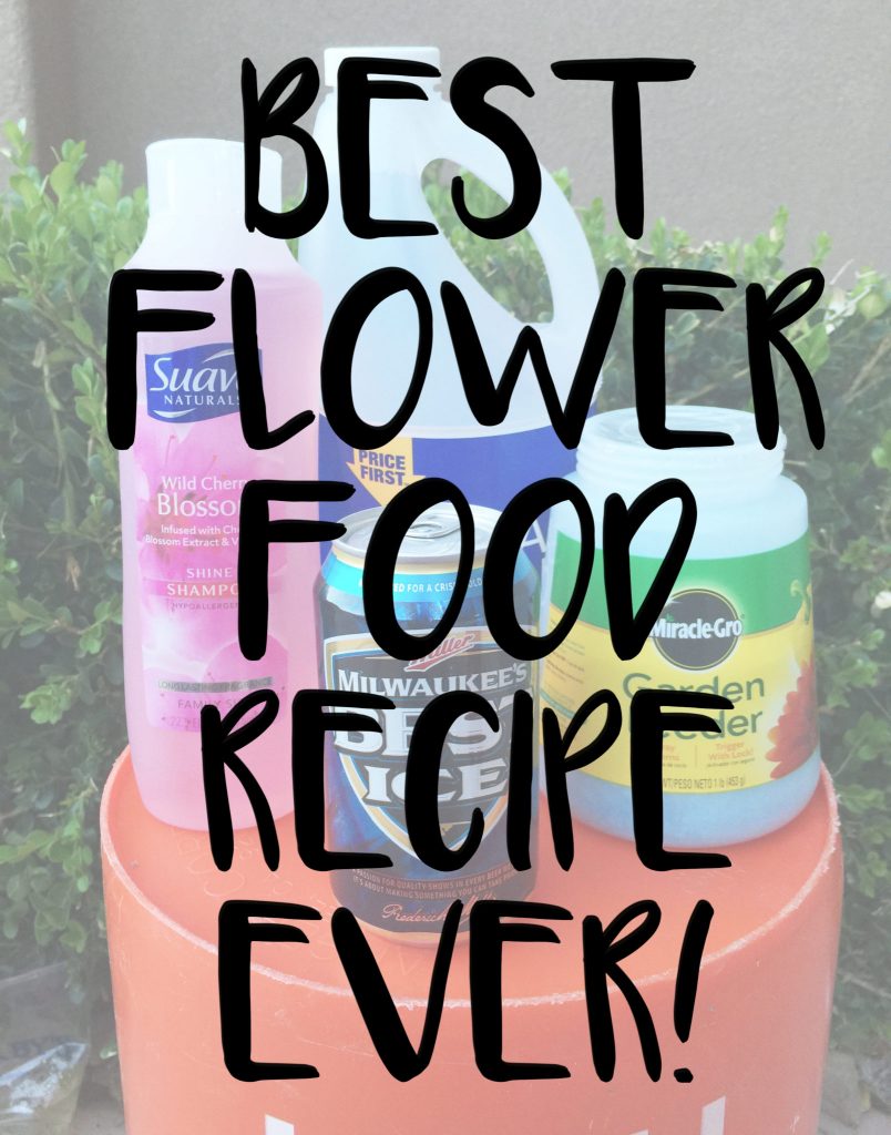 best diy plant food recipe ever