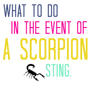 what-to-do-in-the-event-of-a-scorpion-sting