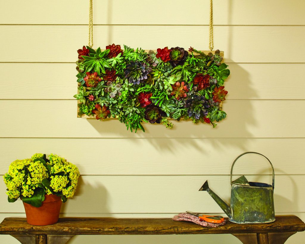 DIH_Vertical_Succulent_Garden_Beauty