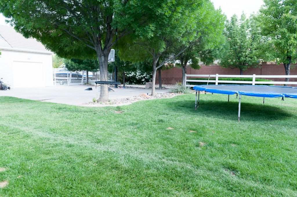 How to remove surfacing tree roots All Things Thrifty