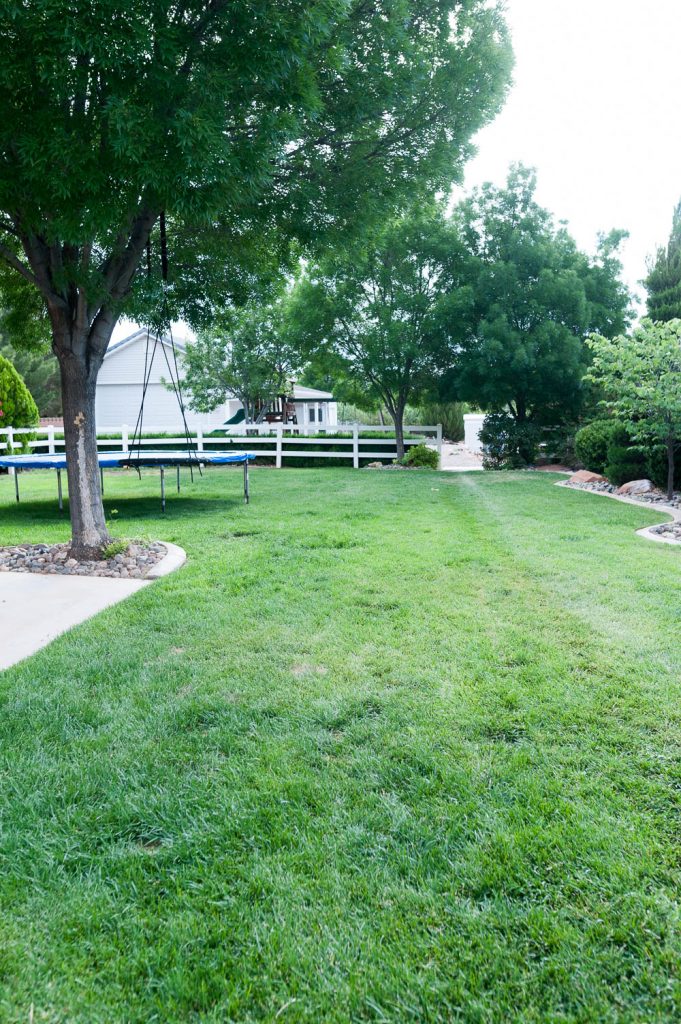 How to remove surfacing tree roots All Things Thrifty